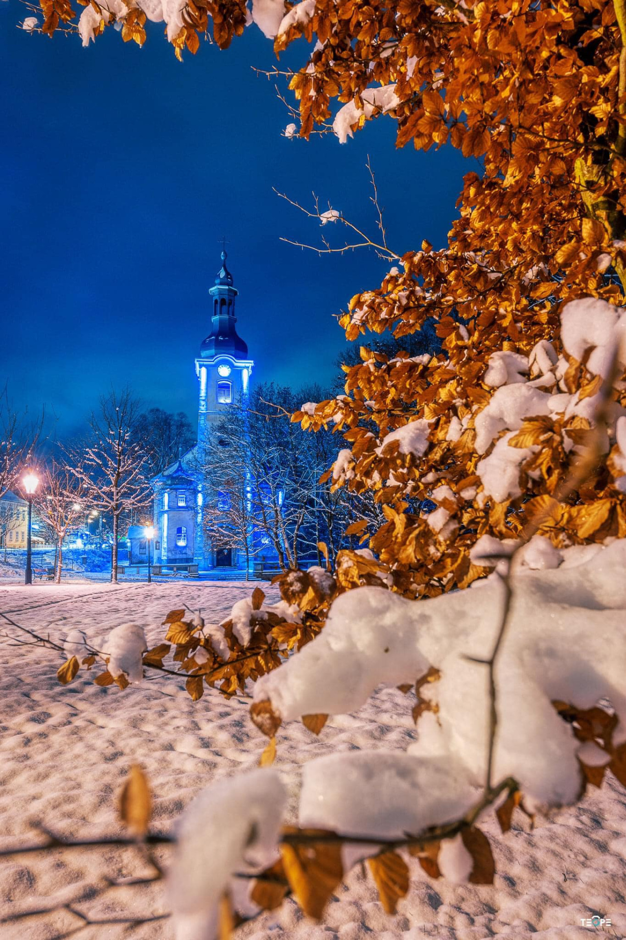 Vratislavice adventní.