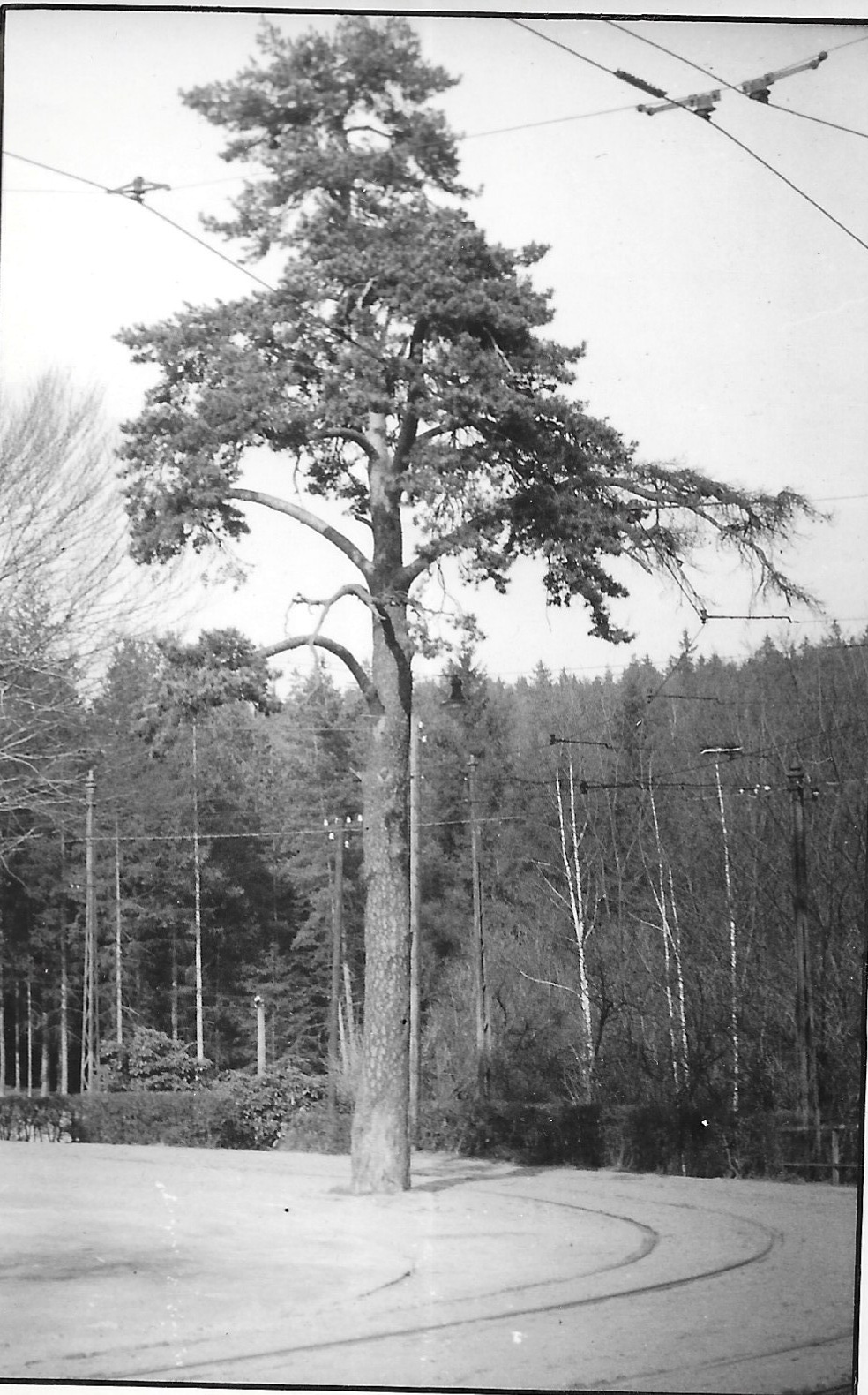 Borovice v Lidových sadech 4.4.1960 (archiv Boveraclubu)