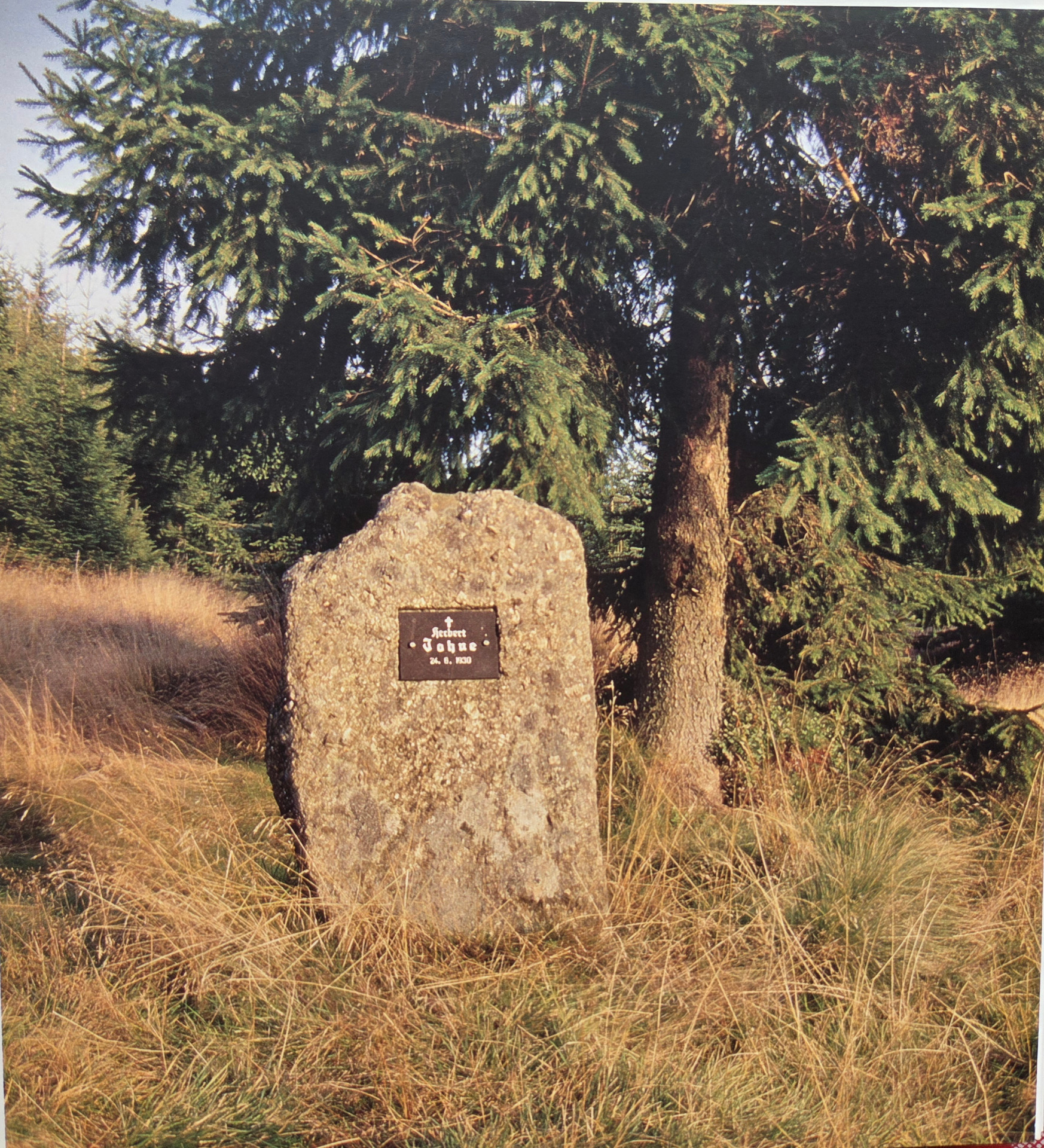 11.9.2008 v okolí pomníčku opět vyrůstá les