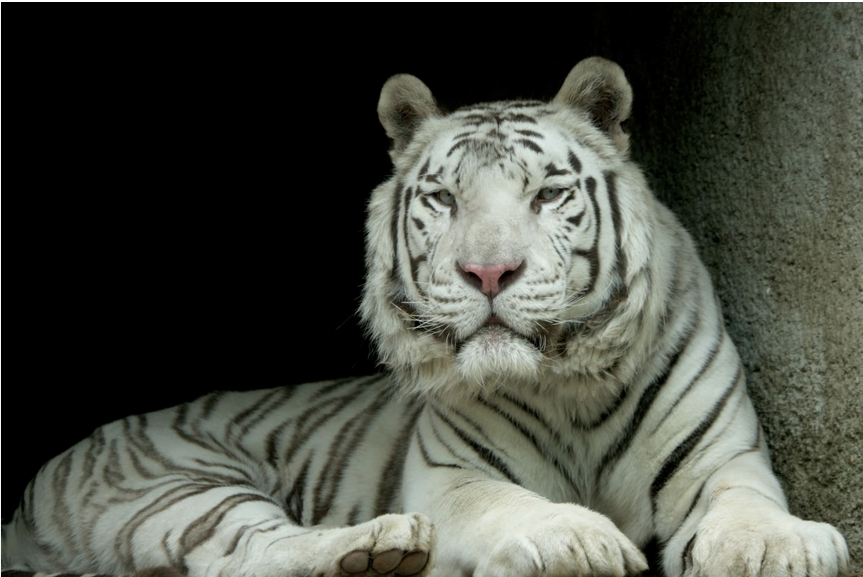 tygr z Liberce zdroj: Zoo Liberec
