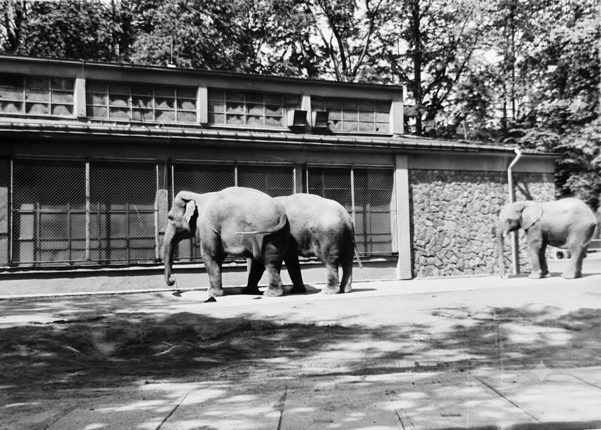 Rání, Gauri a Tana .(podzim r.1978) archiv Hana Marcinekova