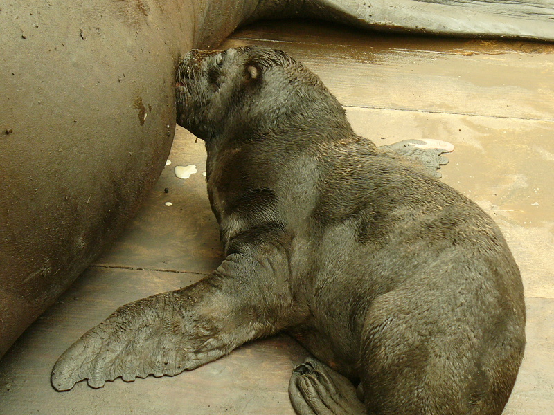 Novorozený lachtan | foto: ZOO Liberec