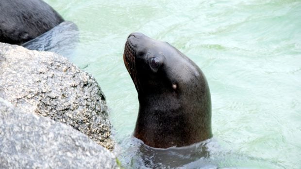 Lachtan Hugo | Foto: Zoo Liberec