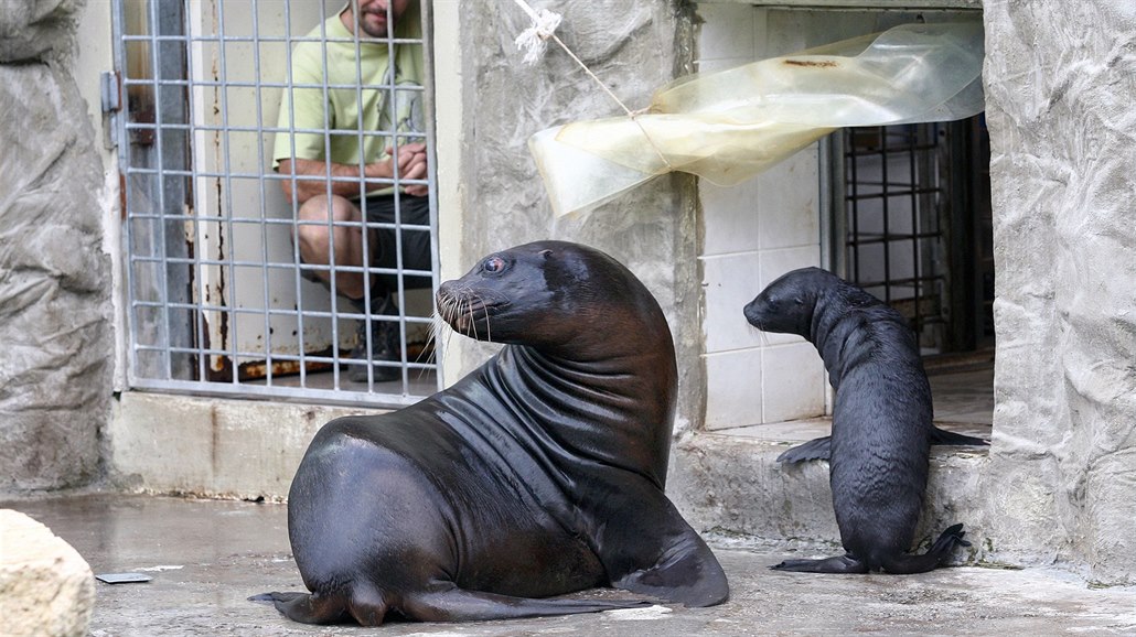 Bazén s lachtany patří k neoblíbenějším zastávkám v liberecké zoo. | foto: Ota Bartovský, MAFRA