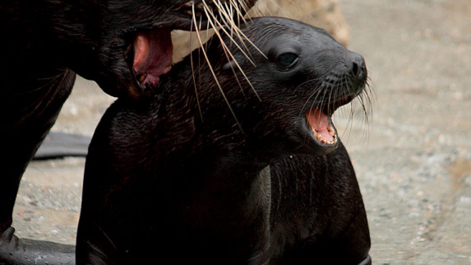 Zoo Liberec představila veřejnosti své mládě lachtana hřivnatého (Otaria byronia), které se narodilo letos 24. června 2010. Malá samička byla až dosud se svou 18letou matkou Lízou uzavřena ve vnitřní ubikaci, kde sílila a učila se plavat v provizorním bazénku. Od nynějška se budou návštěvníci s malou lachtankou setkávat již pravidelně ve vnější expozici, kde bude součástí čtyřčlenné skupiny samic (Líza, Týna, Mano a mládě).